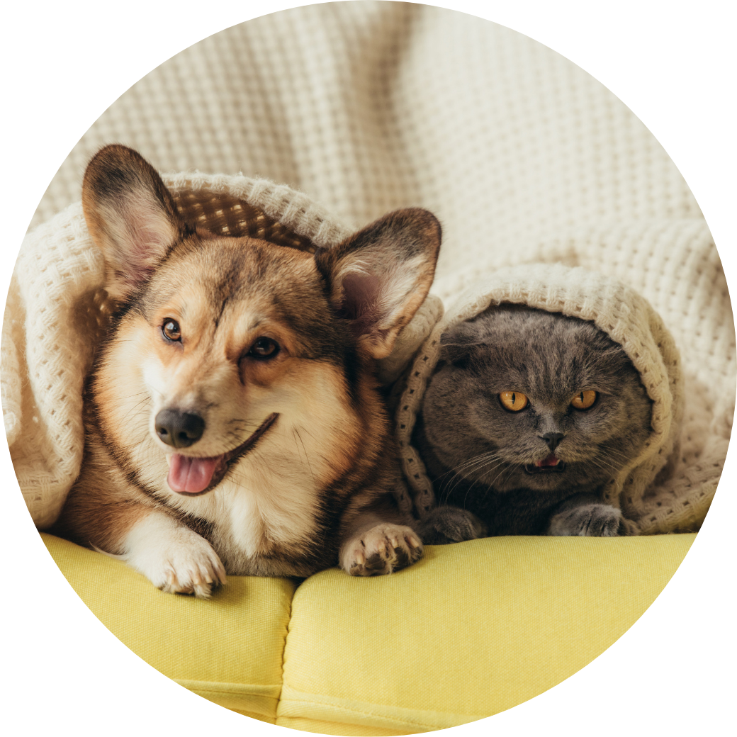 Pet Care